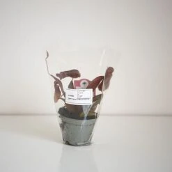 Nepenthes Sanguinea Hybrid -Vedicayur Store NEPE SANGUI9CM T38951