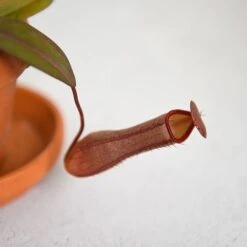 Nepenthes Sanguinea Hybrid -Vedicayur Store NEPE SANGUINEA T38954
