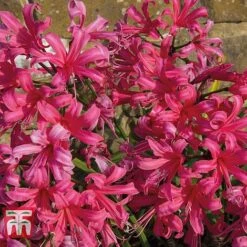 Nerine Bowdenii 'Mister John' -Vedicayur Store NERI T69408 C
