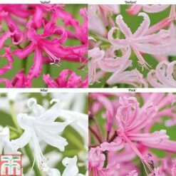 Nerine Bowdenii Collection