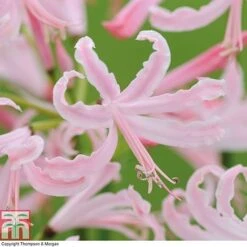 Nerine Bowdenii Collection -Vedicayur Store NERI T69434P D