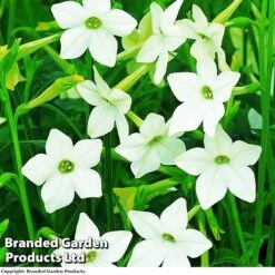 Nicotiana Alata -Vedicayur Store NICOTINANA AFFINS KC8067 A
