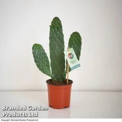 Opuntia Rubescens 'Consolea' 6 Opuntia Rubescens 'Consolea' -Vedicayur Store OPUN CONSOLEA 2