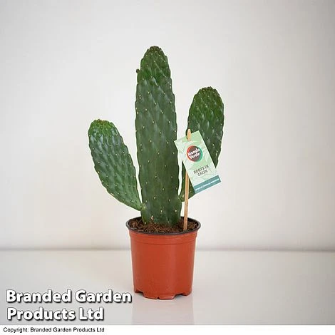 Opuntia Rubescens 'Consolea' 3 Opuntia Rubescens 'Consolea' - Image 3