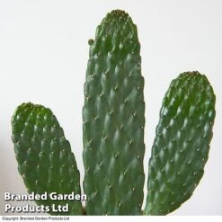 Opuntia Rubescens 'Consolea' 7 Opuntia Rubescens 'Consolea' -Vedicayur Store OPUN CONSOLEA 3