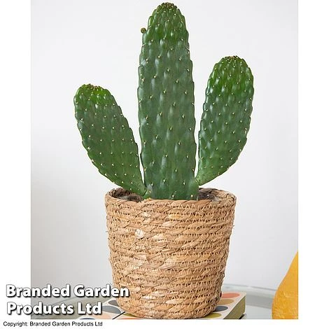 Opuntia Rubescens 'Consolea' 1 Opuntia Rubescens 'Consolea'