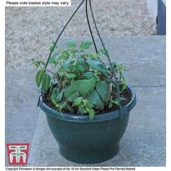 Petunia 'Frills & Spills'™ Mixed' Pre-Planted Basket 6 Petunia 'Frills & Spills'™ Mixed' Pre-Planted Basket -Vedicayur Store ORAN KB3430 CC4