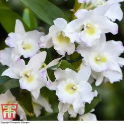 Orchid Apollon -Vedicayur Store ORCH KB3778 C