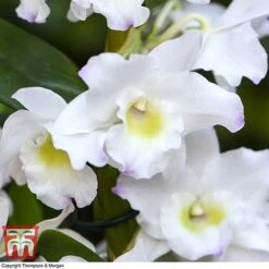 Orchid Apollon -Vedicayur Store ORCH KB3778 D