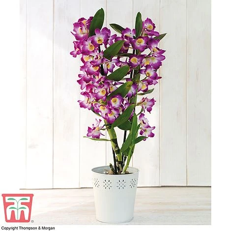 Orchid 'Star Class Lilac' - Gift 1 Orchid 'Star Class Lilac' - Gift