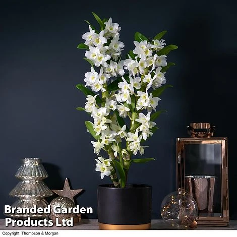 Orchid 'Star Class White' - Gift 1 Orchid 'Star Class White' - Gift