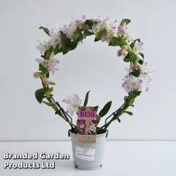Dendrobium Nobile 'White Arch' 17 Dendrobium Nobile 'White Arch' -Vedicayur Store ORCH WHITE12CM T45160E