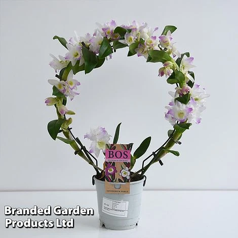 Dendrobium Nobile 'White Arch' 9 Dendrobium Nobile 'White Arch' - Image 9