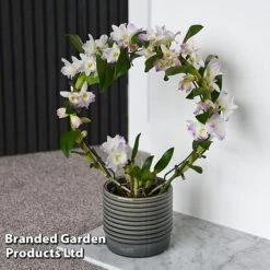 Dendrobium Nobile 'White Arch' 13 Dendrobium Nobile 'White Arch' -Vedicayur Store ORCH WHITEARCH T45162C