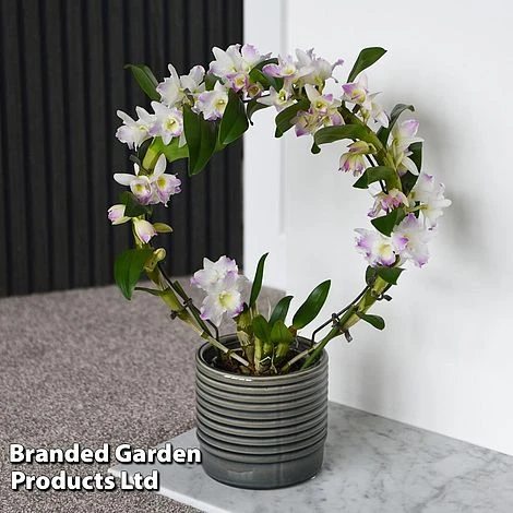 Dendrobium Nobile 'White Arch' 5 Dendrobium Nobile 'White Arch' - Image 5