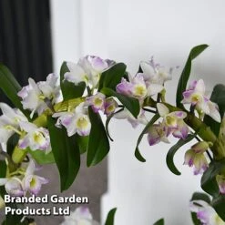 Dendrobium Nobile 'White Arch' 11 Dendrobium Nobile 'White Arch' -Vedicayur Store ORCH WHITEARCH T45163B