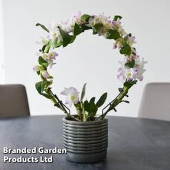 Dendrobium Nobile 'White Arch' 14 Dendrobium Nobile 'White Arch' -Vedicayur Store ORCH WHITEARCH T45165G