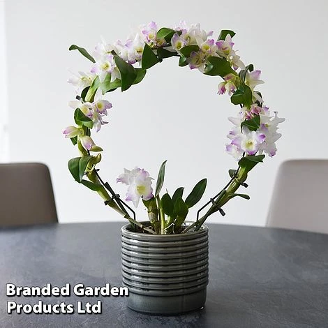 Dendrobium Nobile 'White Arch' 6 Dendrobium Nobile 'White Arch' - Image 6