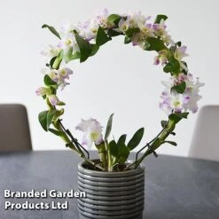 Dendrobium Nobile 'White Arch' 15 Dendrobium Nobile 'White Arch' -Vedicayur Store ORCH WHITEARCH T45166F