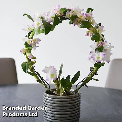 Dendrobium Nobile 'White Arch' 7 Dendrobium Nobile 'White Arch' - Image 7