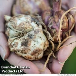 Oriental Lily Collection -Vedicayur Store ORIE TKA2623 E