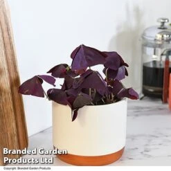 Oxalis Triangularis 'Mijke' -Vedicayur Store OXAL MIJKE12CM T48388