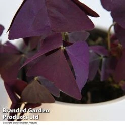 Oxalis Triangularis 'Mijke' -Vedicayur Store OXAL MIJKE12CM T48389