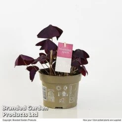 Oxalis Triangularis 'Mijke' -Vedicayur Store OXAL MIJKE12CM T48391