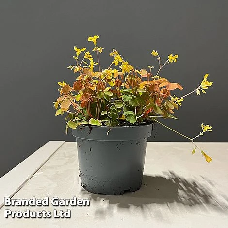 Oxalis Triangularis 'Sunset Yellow' 1 Oxalis Triangularis 'Sunset Yellow'