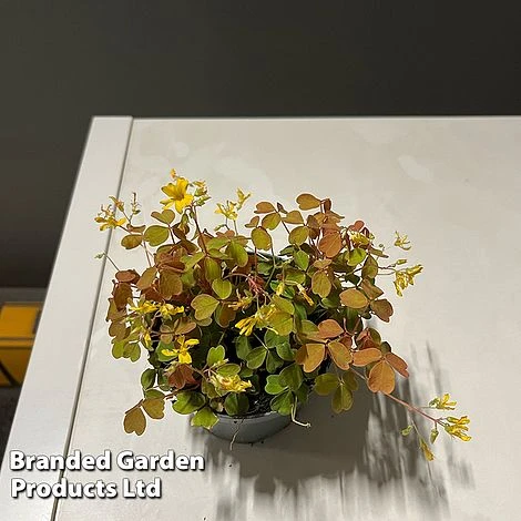 Oxalis Triangularis 'Sunset Yellow' 2 Oxalis Triangularis 'Sunset Yellow' - Image 2