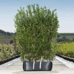 Burkwood Osmanthus Ready Bag Instant Hedge 1m (pre-grown)