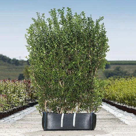 Burkwood Osmanthus Ready Bag Instant Hedge 1m (pre-grown) 1 Burkwood Osmanthus Ready Bag Instant Hedge 1m (pre-grown)