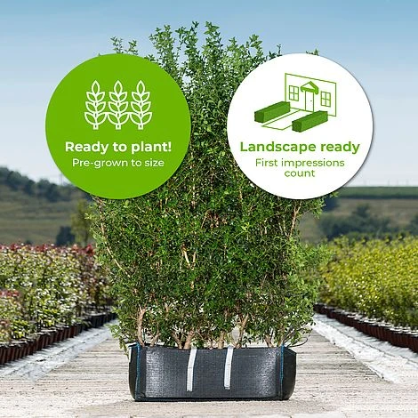 Burkwood Osmanthus Ready Bag Instant Hedge 1m (pre-grown) 2 Burkwood Osmanthus Ready Bag Instant Hedge 1m (pre-grown) - Image 2