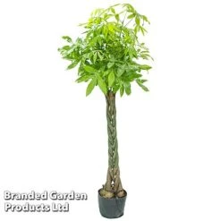 Pachira Aquatica Tree With Braided Stem 7 Pachira Aquatica Tree With Braided Stem -Vedicayur Store PACH AQUATICAT W48808