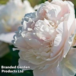 Summer Colour Bundle 12 Summer Colour Bundle -Vedicayur Store PAEO DUCHDENEM W33407