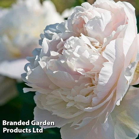 Summer Colour Bundle 6 Summer Colour Bundle - Image 6