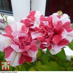 Petunia 'Frills & Spills™ Cherry Ripple' -Vedicayur Store PETU T16418 B