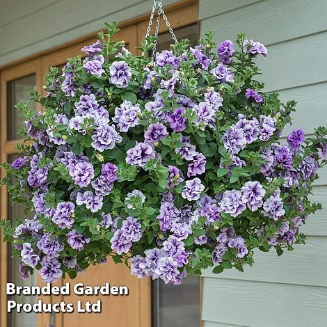 Petunia 'Priscilla' 1 Petunia 'Priscilla'