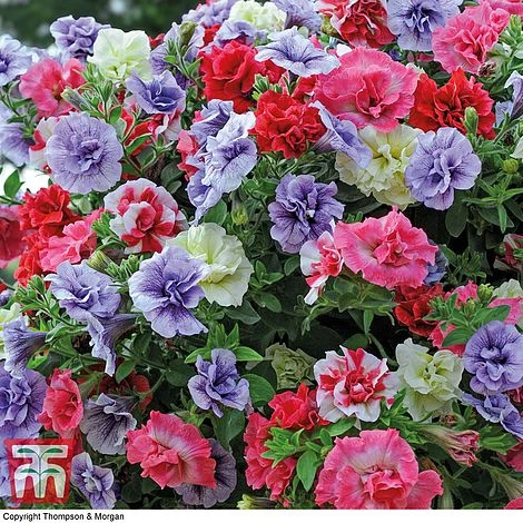 Petunia 'Frills & Spills'™ Mixed' Pre-Planted Basket 1 Petunia 'Frills & Spills'™ Mixed' Pre-Planted Basket