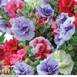 Petunia 'Frills & Spills'™ Mixed' Pre-Planted Basket 7 Petunia 'Frills & Spills'™ Mixed' Pre-Planted Basket -Vedicayur Store PETU TKA1199 B