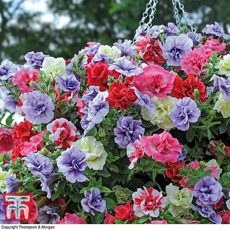 Petunia 'Frills & Spills'™ Mixed' Pre-Planted Basket 2 Petunia 'Frills & Spills'™ Mixed' Pre-Planted Basket - Image 2
