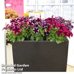 Petunia 'Cosmic Duo' -Vedicayur Store PETU COSMICMIX T40830