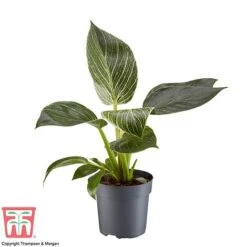 Philodendron 'White Measure' -Vedicayur Store PHIL 6951 A1