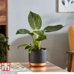 Philodendron 'White Measure' -Vedicayur Store PHIL 6951 A3