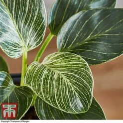 Philodendron 'White Measure' -Vedicayur Store PHIL 6951 A4