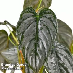 Philodendron Brandtianum 'Brandi' -Vedicayur Store PHIL BRANDI W50472