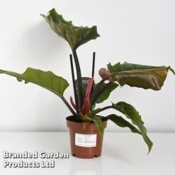 Philodendron 'Caramel' -Vedicayur Store PHIL CARAMEL WKF1195 C
