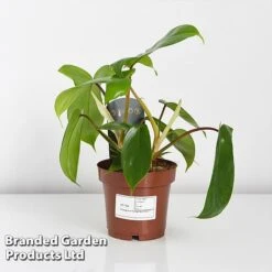 Philodendron 'Florida' -Vedicayur Store PHIL FLORIDA WKF1196 C
