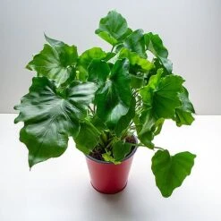 Philodendron Bipinnatifidum 'Little Hope' -Vedicayur Store PHIL LITTLEHOP W48795 NOW1