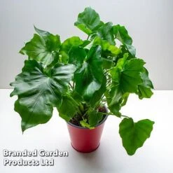 Philodendron Bipinnatifidum 'Little Hope' -Vedicayur Store PHIL LITTLEHOP W487951